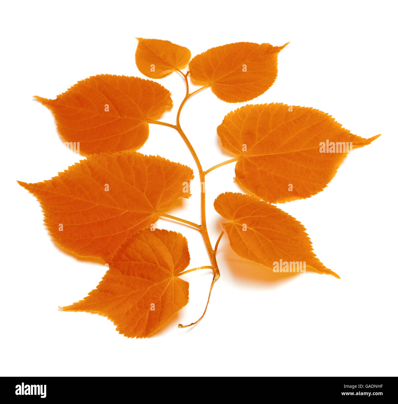 Basswood Stem High Resolution Stock Photography and Images - Alamy