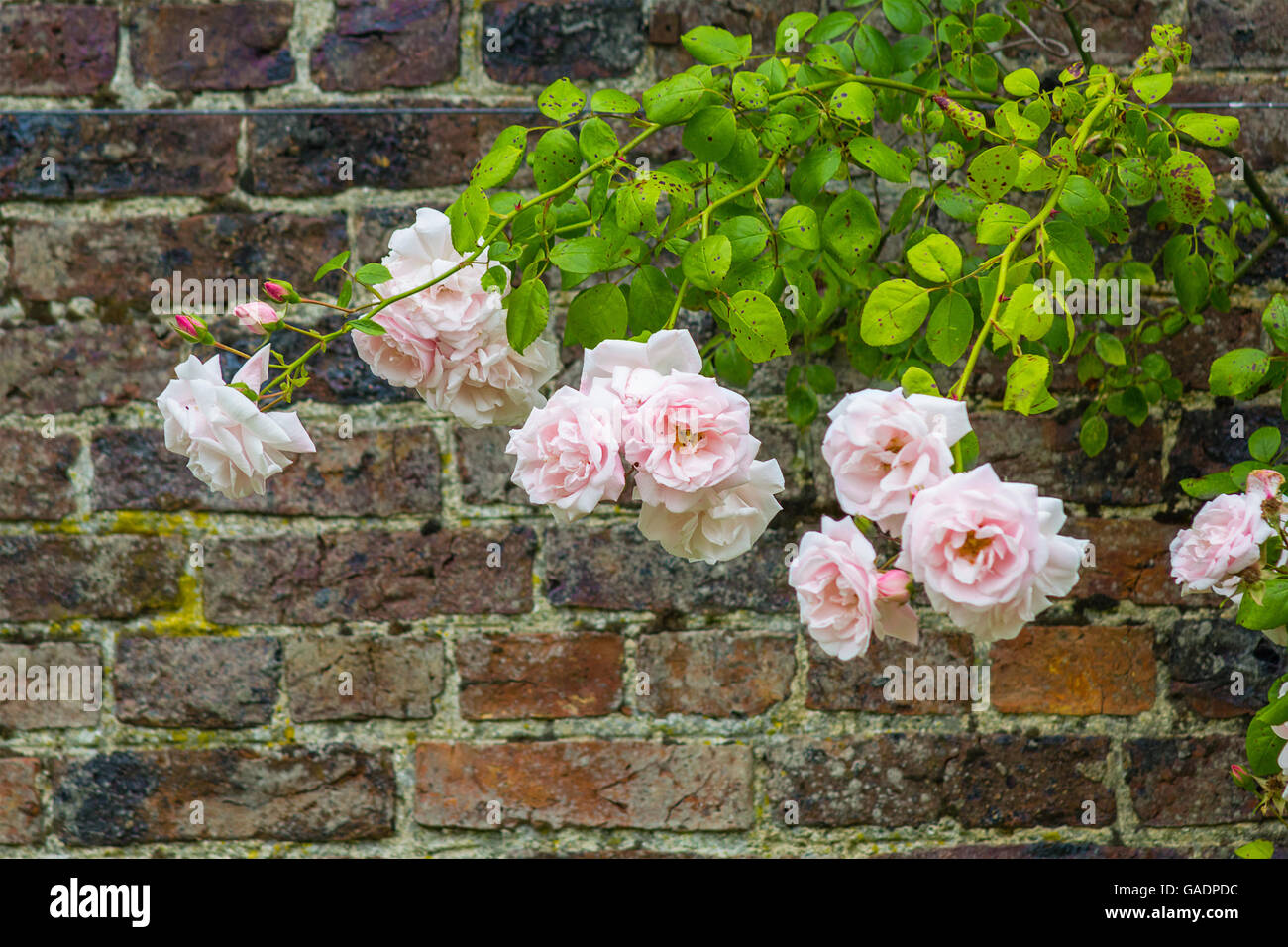 Beautiful pink roses blooming in the garden Stock Photo - Alamy