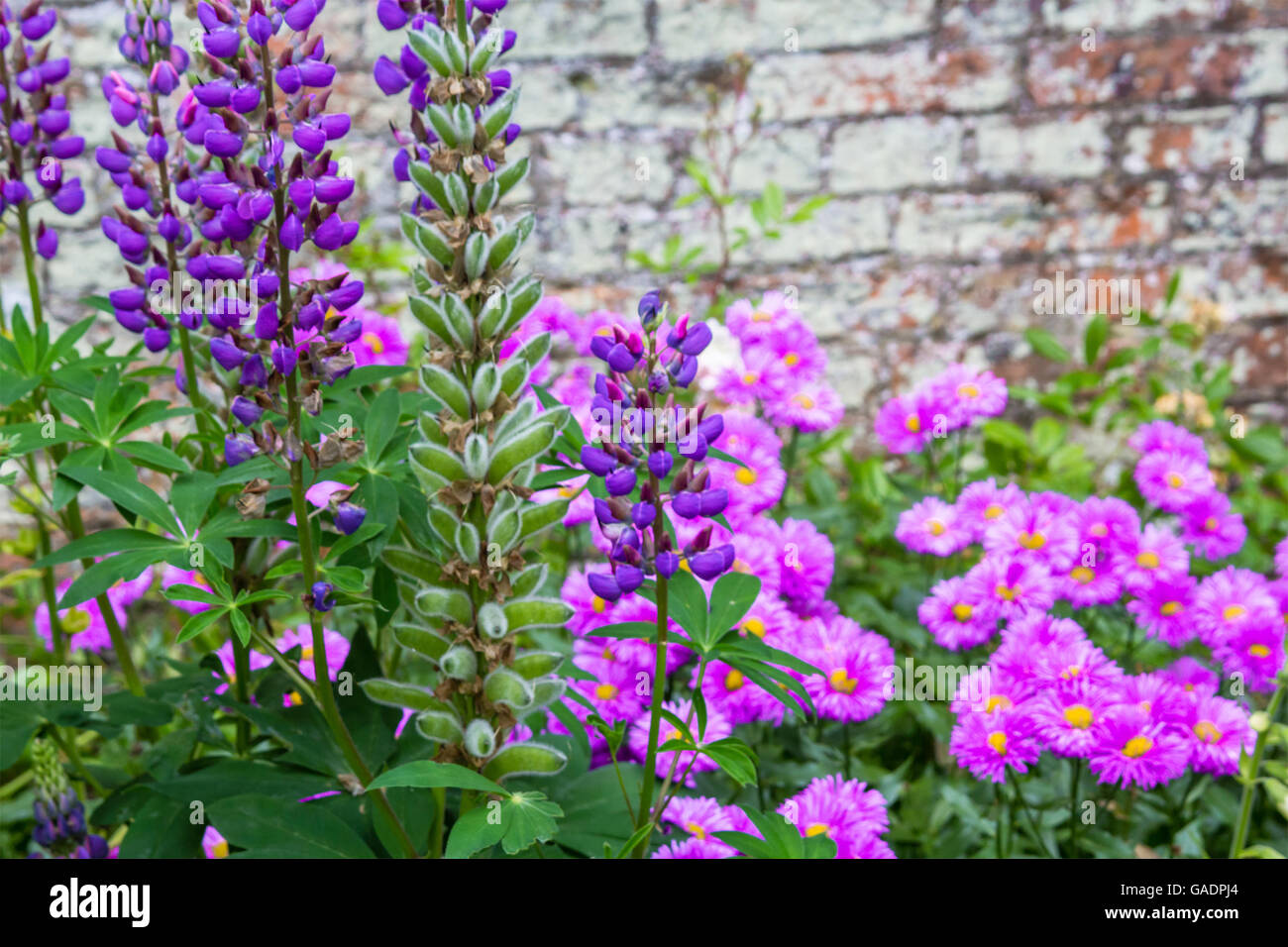 Beautiful, violet flowers blooming in the garden against old brick wall Stock Photo