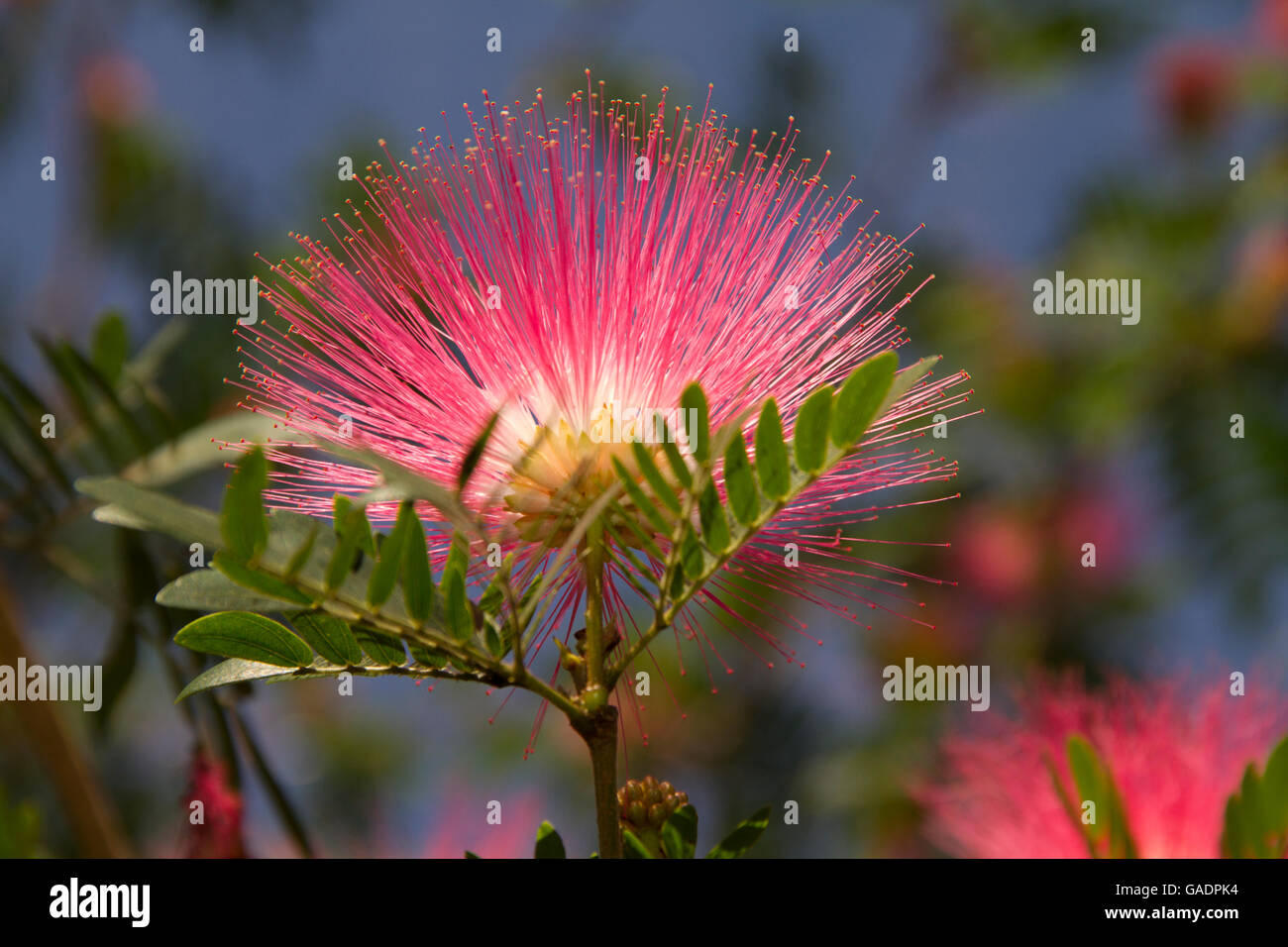 Pink Powder Puff tree Stock Photo