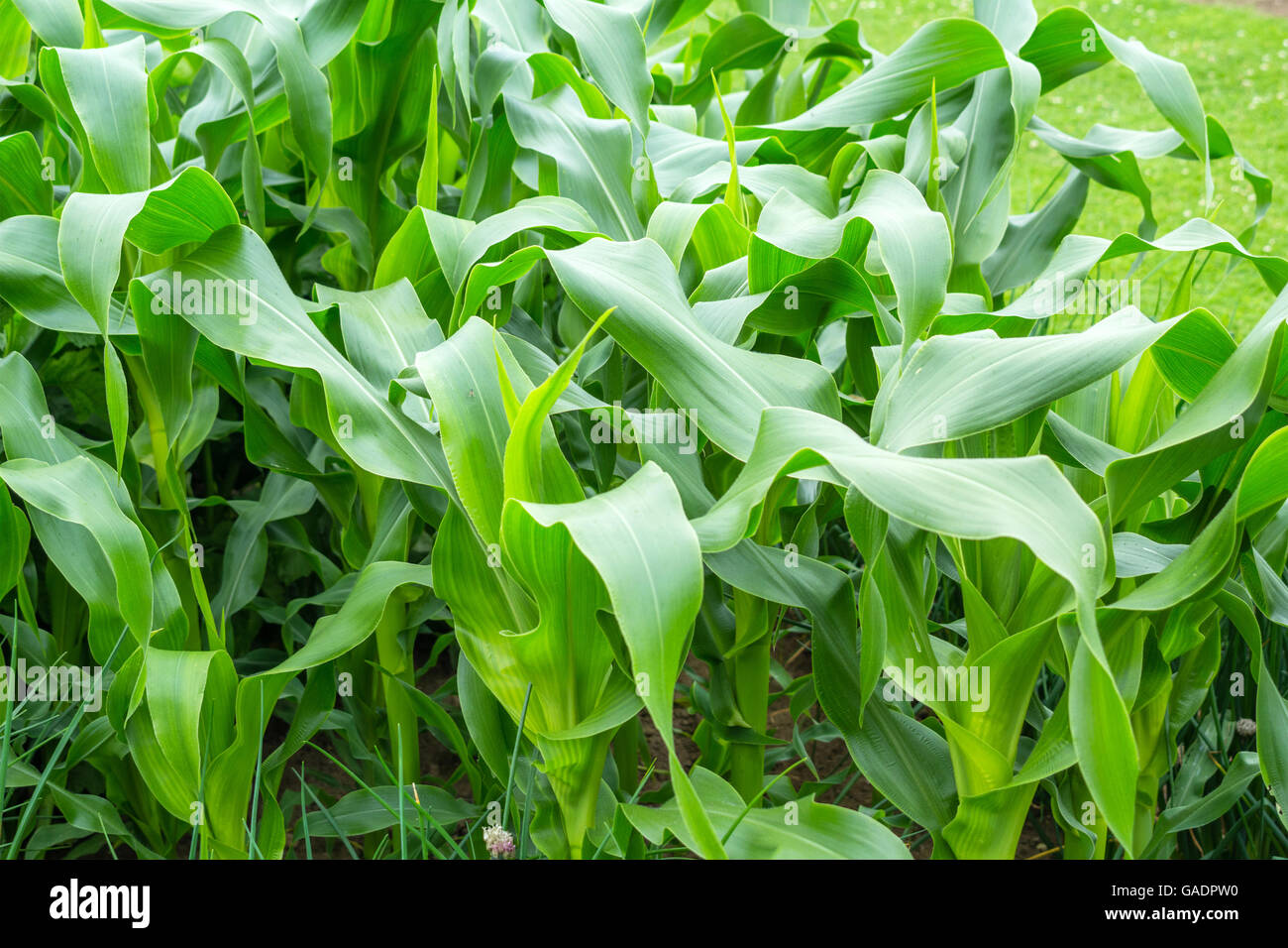 Maize growing in the garden, close up leaves Stock Photo Alamy