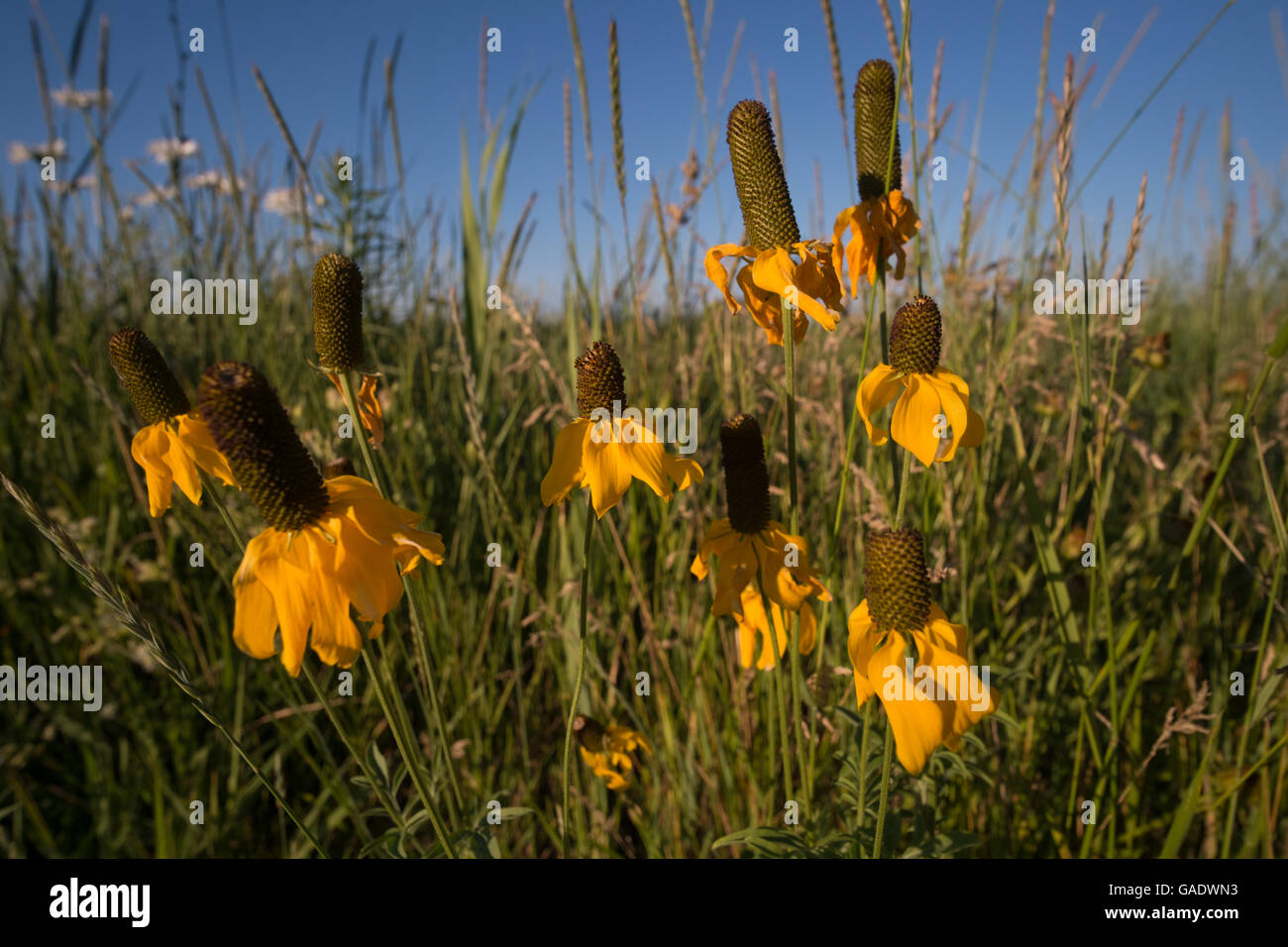 Yellow coneflowers growing in a large field of wild grasses in a wetland restoration area in Montague, Michigan Stock Photo