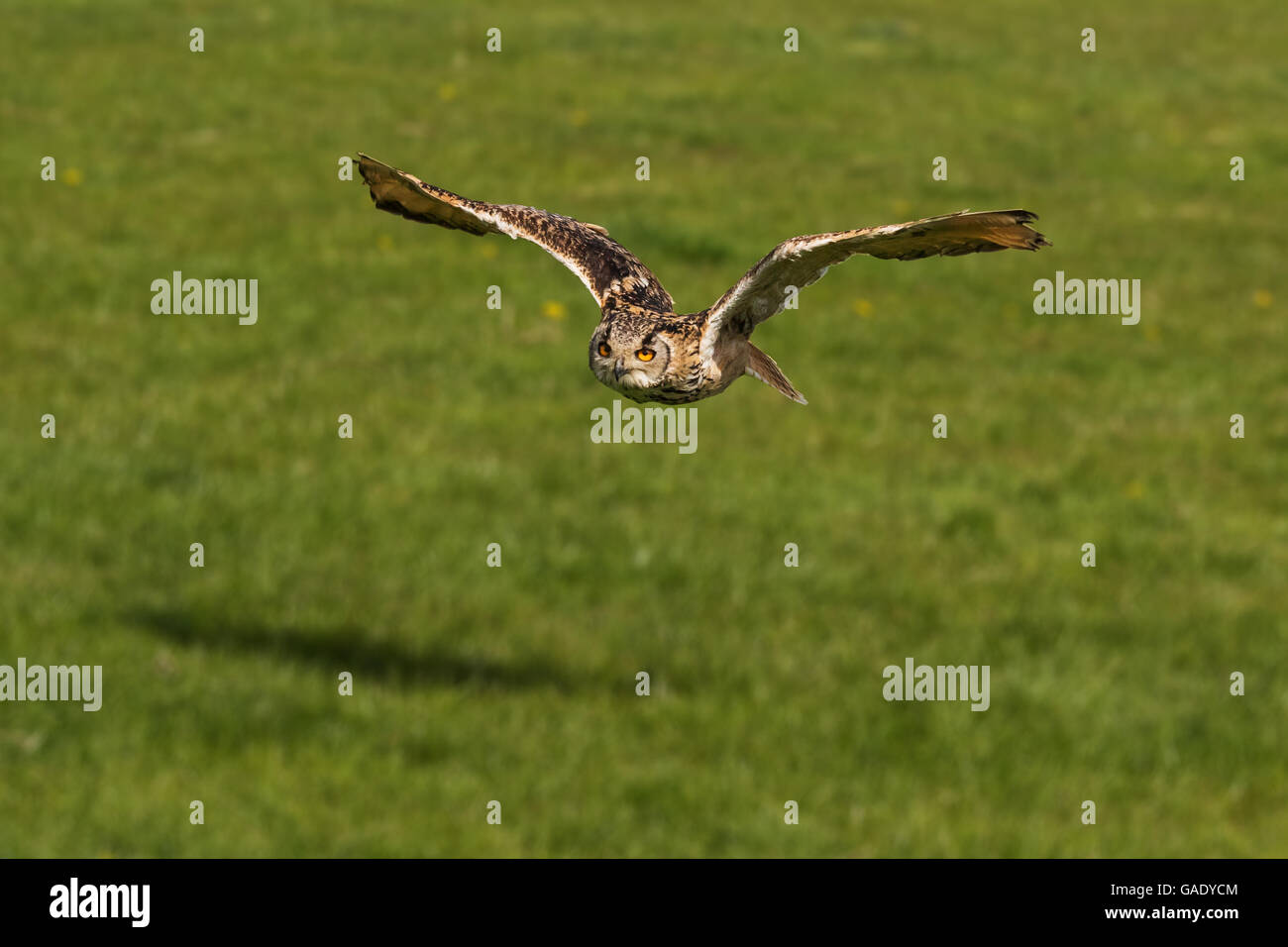 Bengal Eagle Owl seen in flight Stock Photo