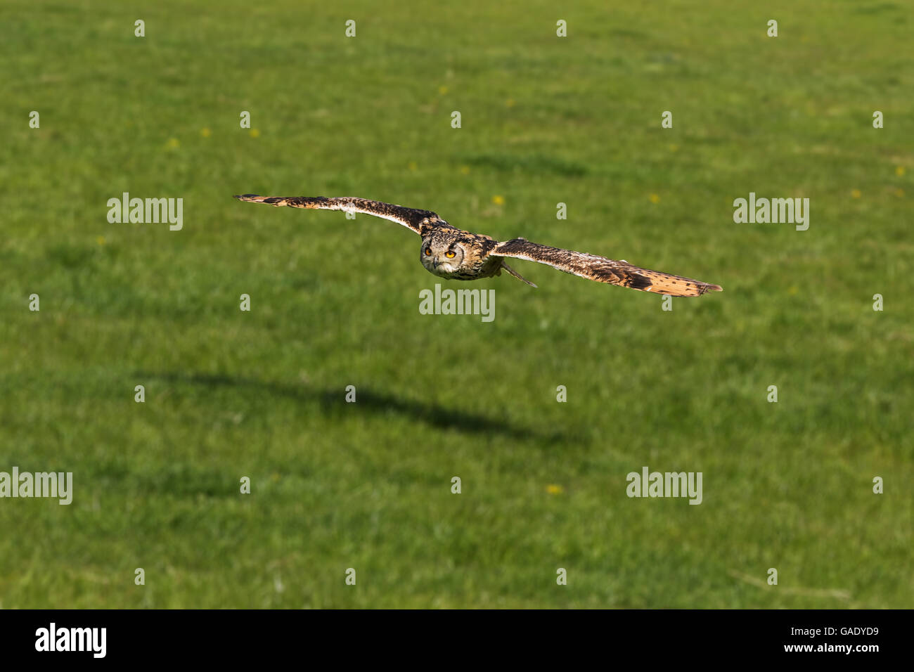 Bengal Eagle Owl flying low Stock Photo