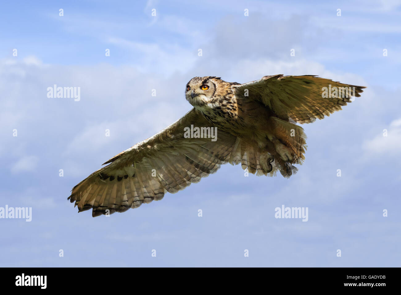 Bengal Eagle Owl in the sky Stock Photo