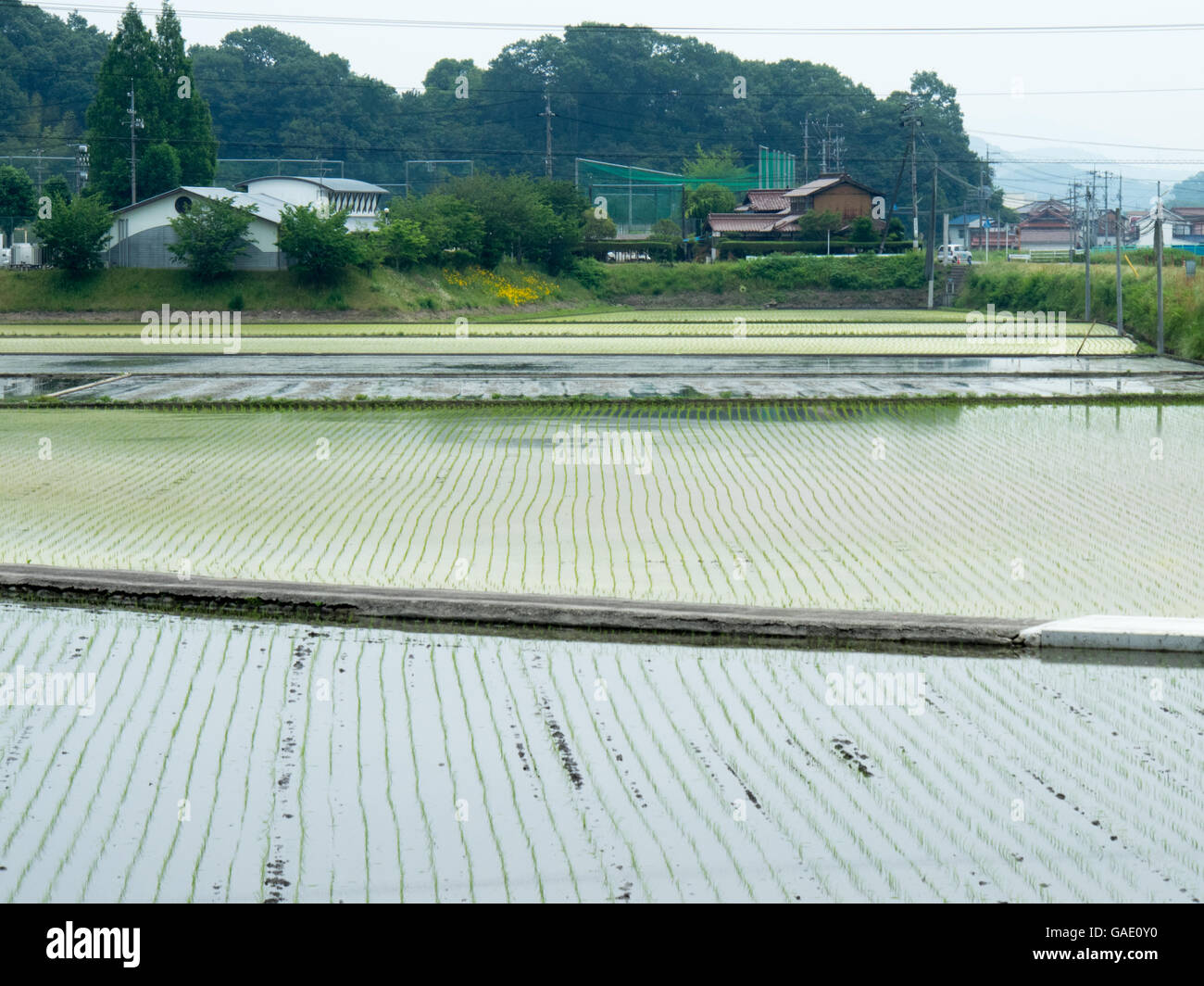 Japanese rice paddies Stock Photo - Alamy