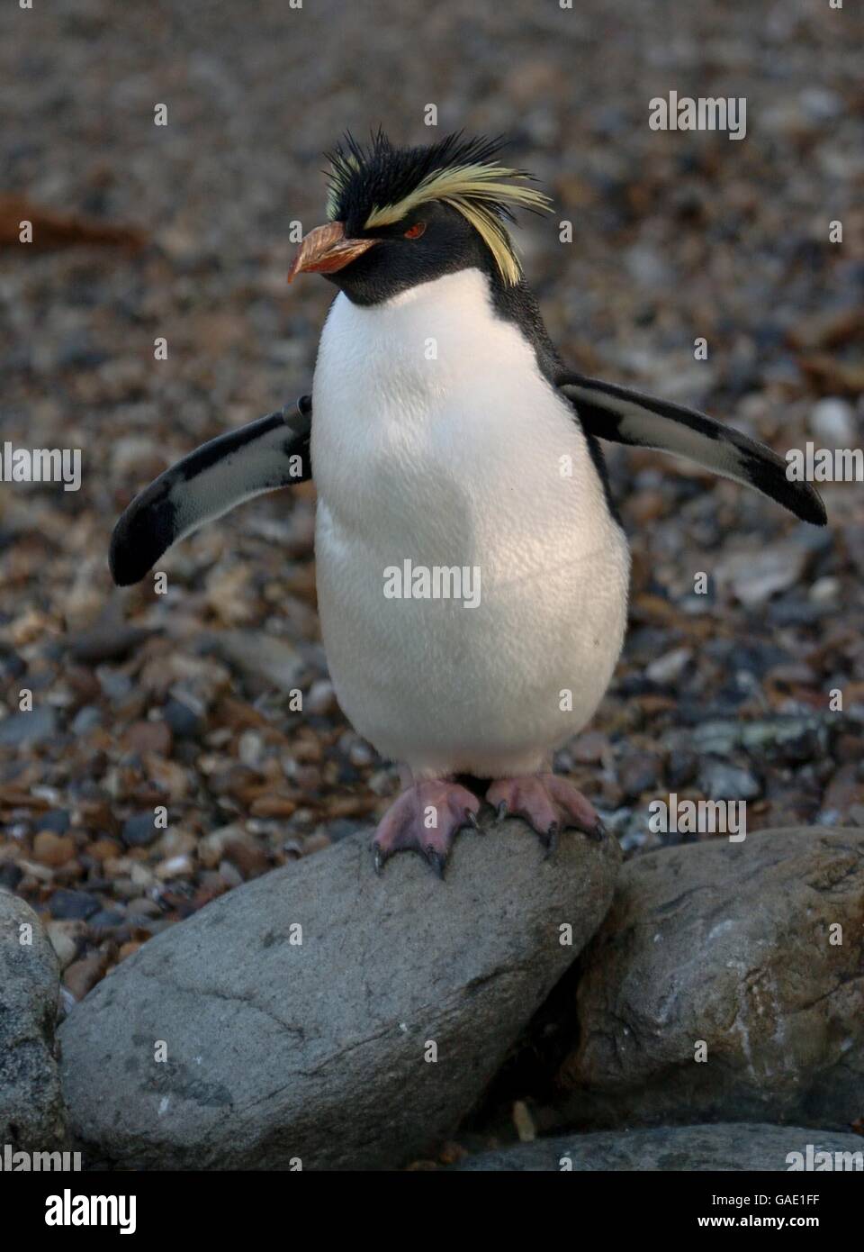 Penguin enclosure london zoo hi-res stock photography and images - Alamy