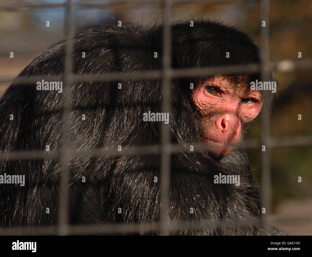 Redfaced Spider Monkey Macaco Aranha Preto Stock Photo 1370302802