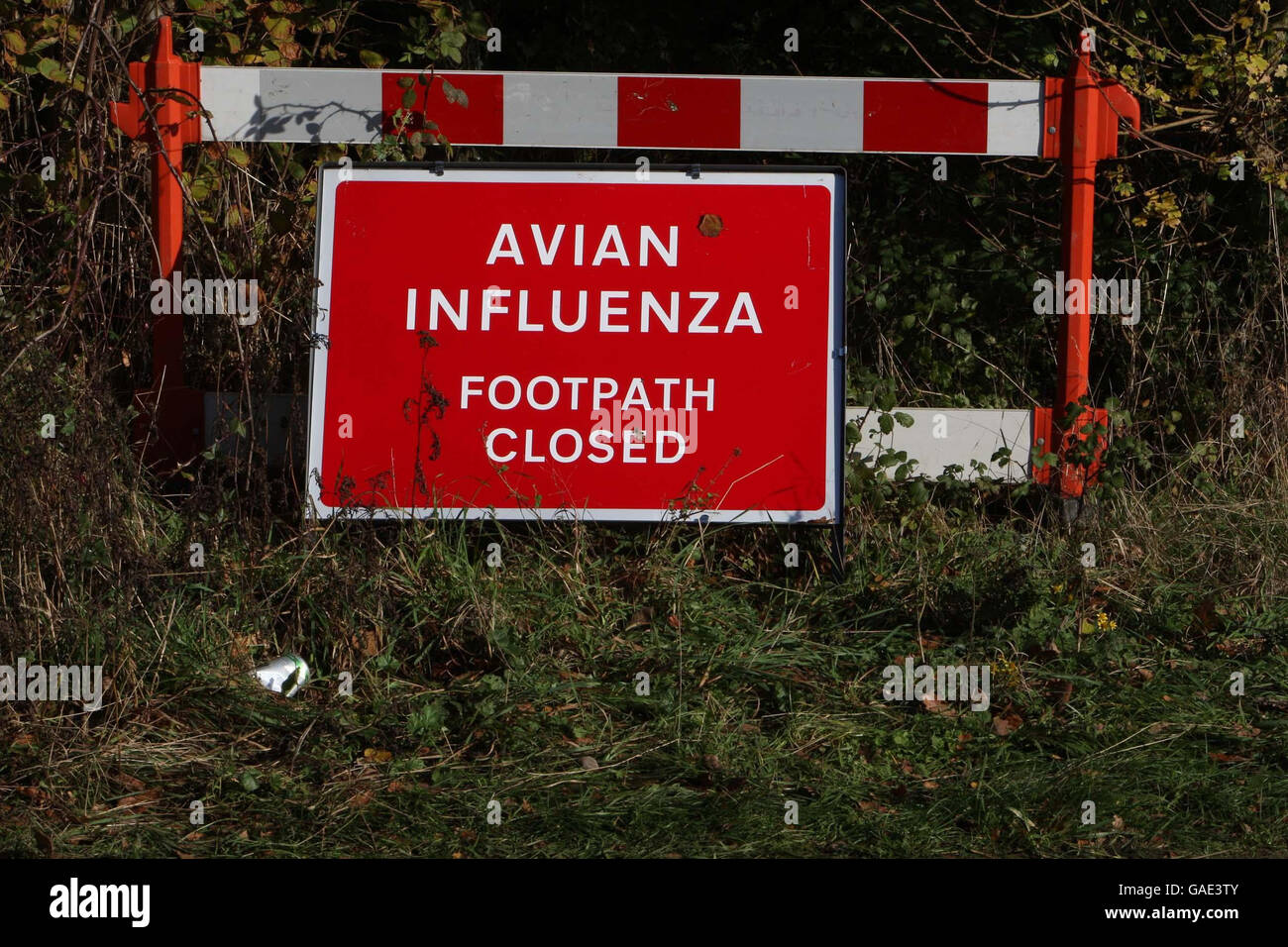 Bird flu outbreak Stock Photo Alamy