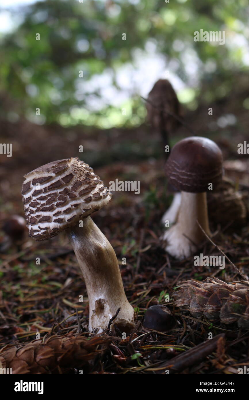 Mushrooms (Chlorophyllum Brunneum) in Washington state Stock Photo Alamy