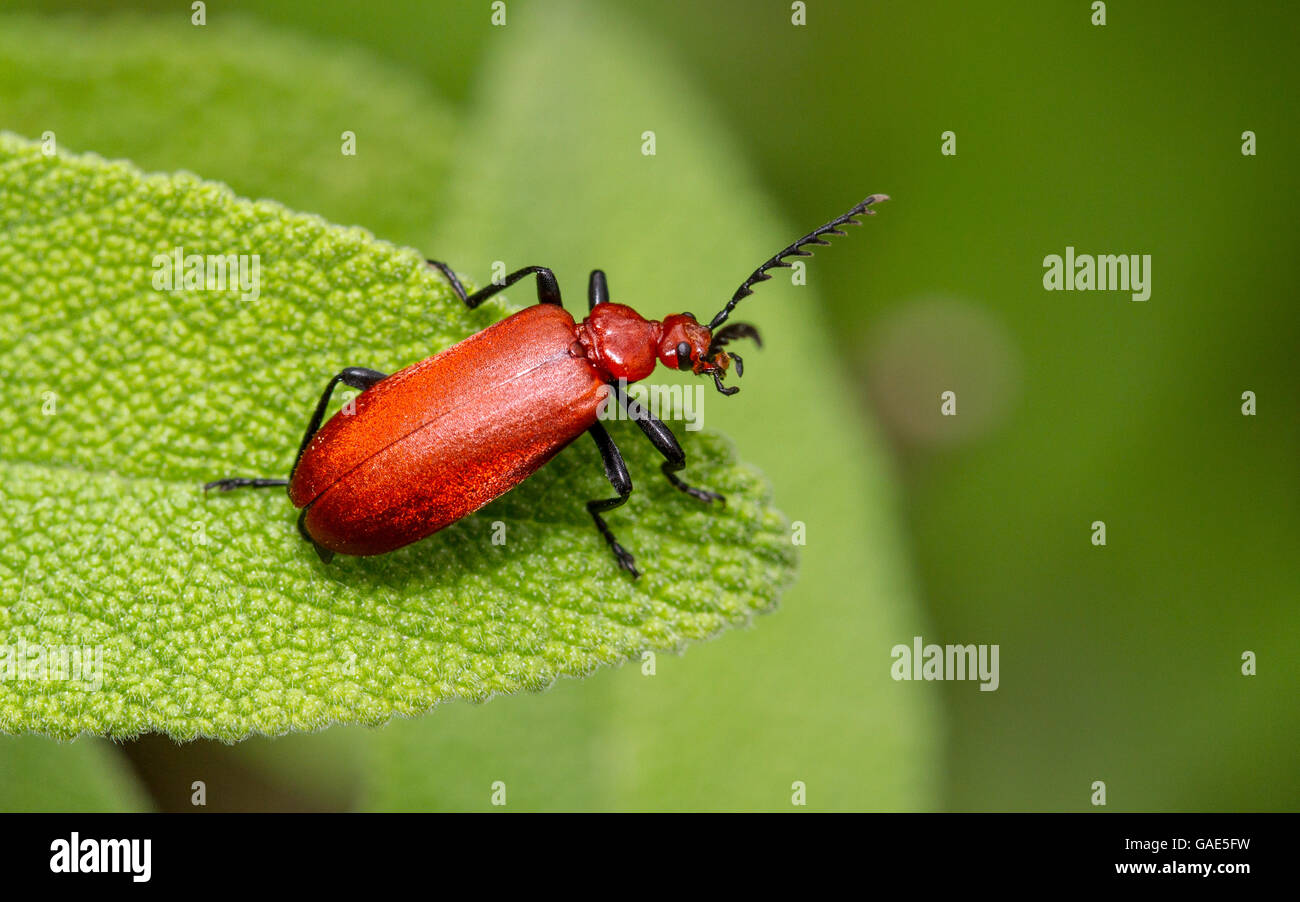 Red -headed Cardinal Beetle (Pyrochroa serraticornis Stock Photo - Alamy