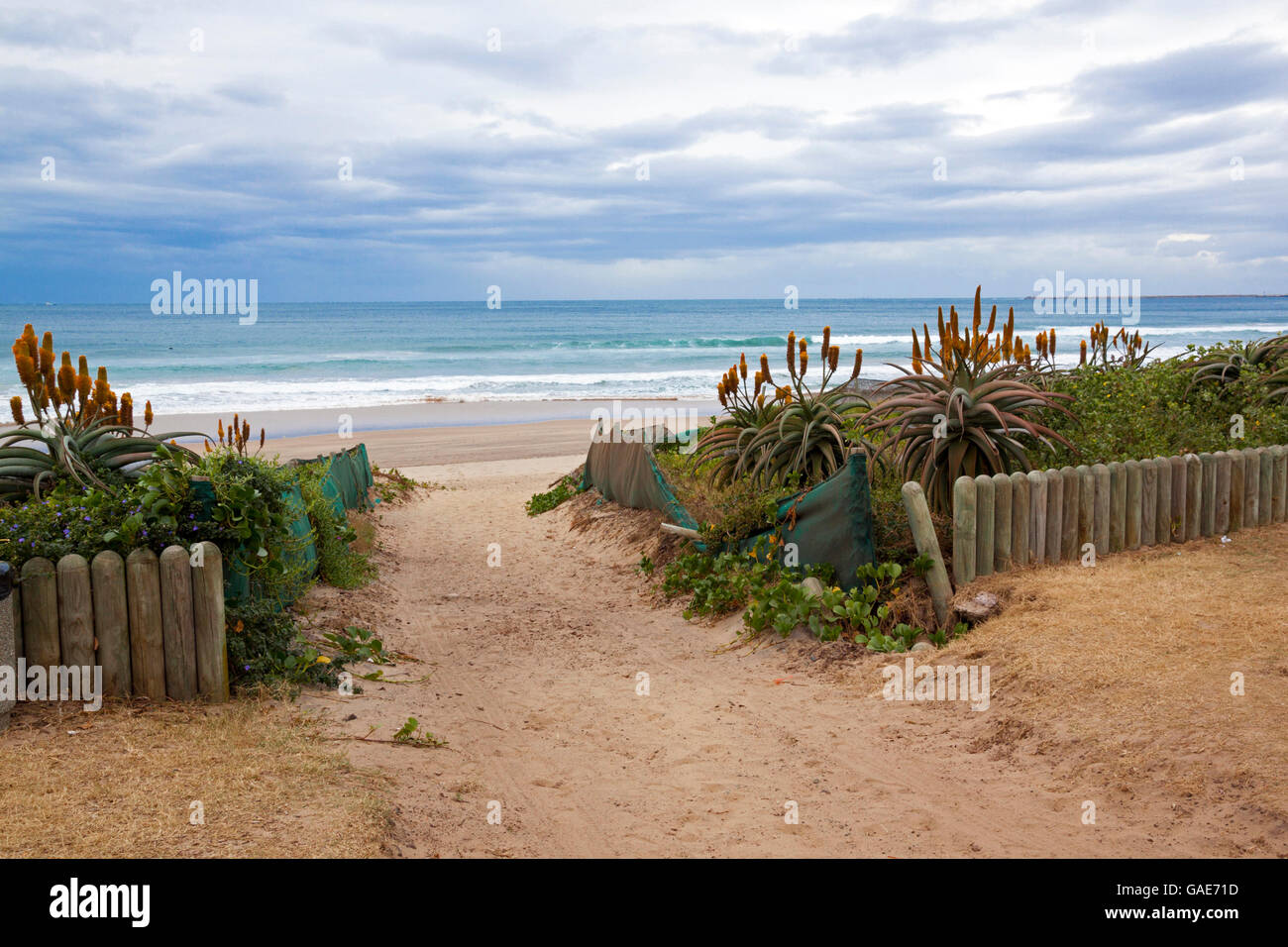 Sandy vehicle entrance onto beach lined with flowering aloes against overcast sky and skyline Stock Photo