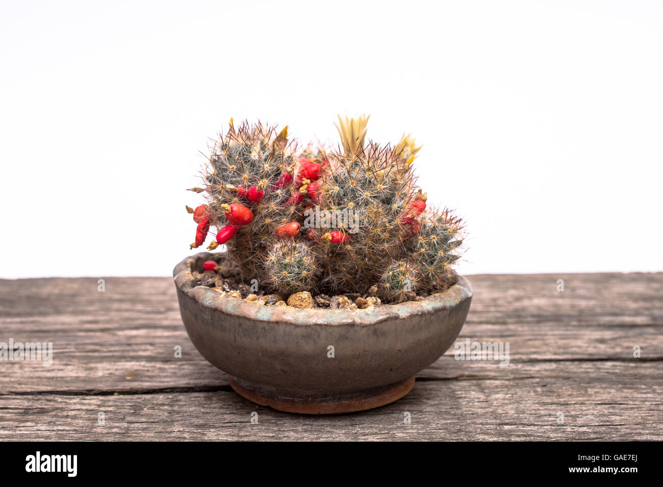 Cactus Mammillaria prolifera yellow flowers and red fruits Stock Photo -  Alamy