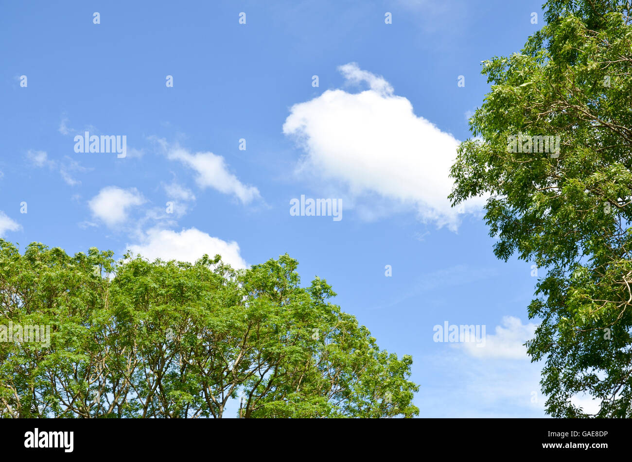 Trees against sunny blue sky with a few clouds Stock Photo - Alamy