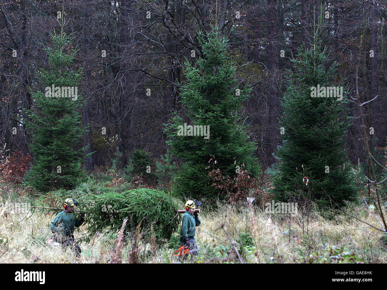 Who have totted up 85 years of christmas tree felling hires stock