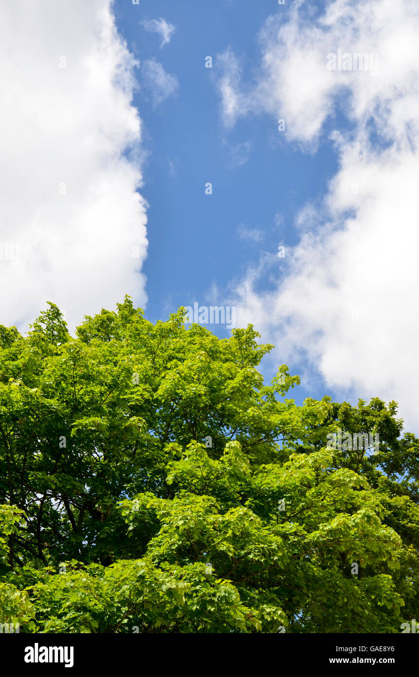 Single tree against a sunny blue sky Stock Photo - Alamy
