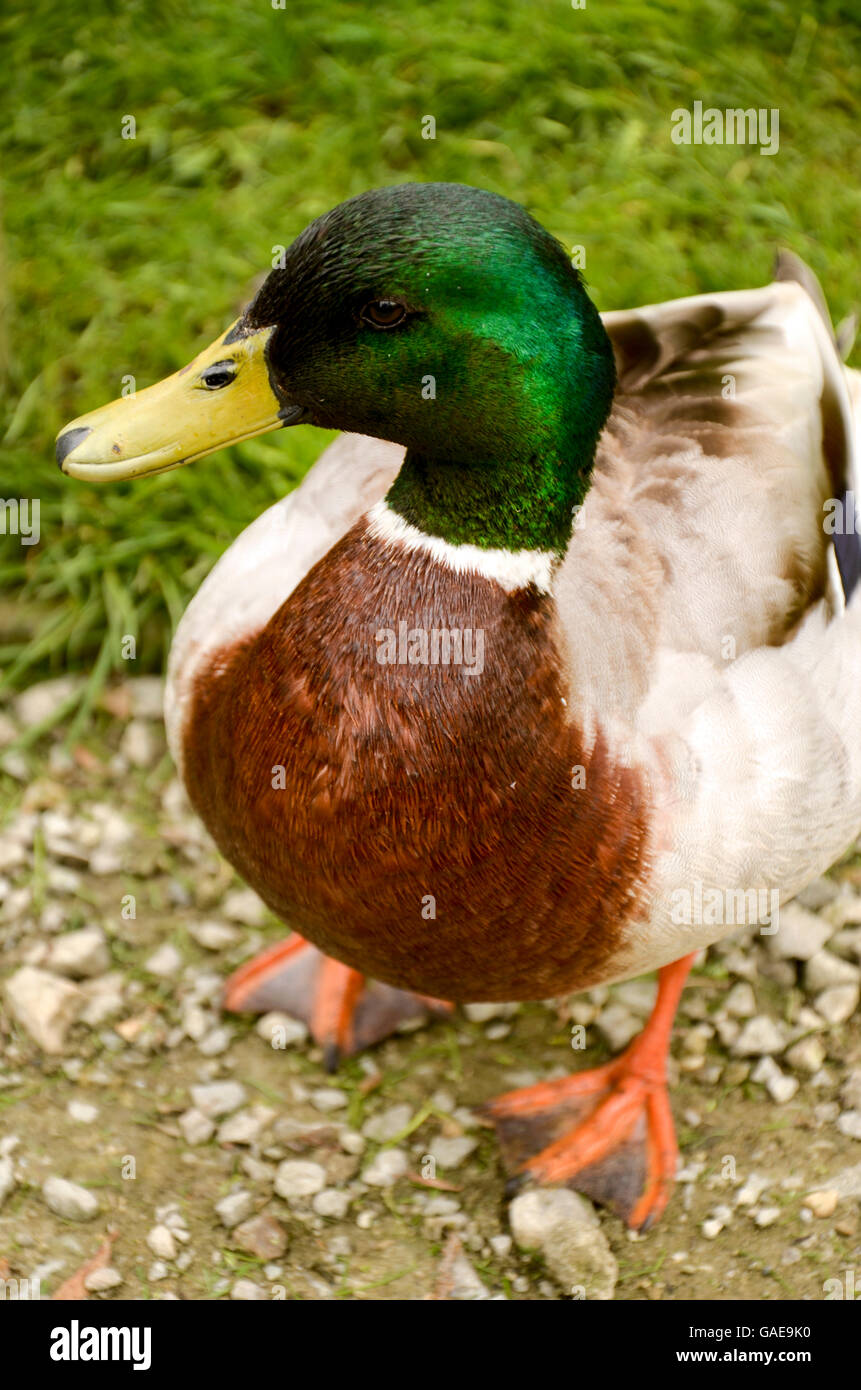 Mallard duck standing on the path Stock Photo Alamy