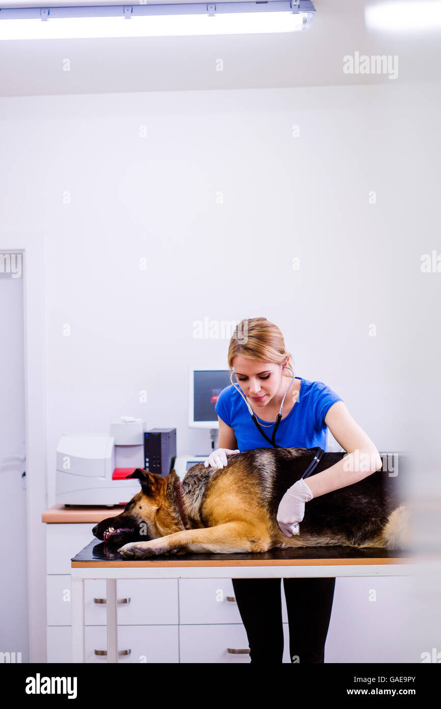 Veterinarian examining German Shepherd dog with sore stomach Stock
