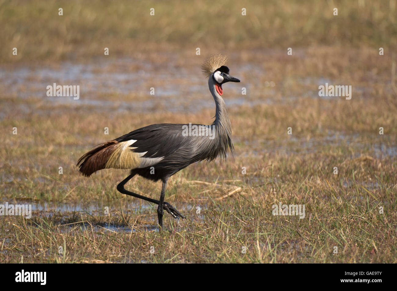 Grey Crowned Crane (Balearica regulorum), Busanga Plains, Kafue National Park, Zambia, Africa Stock Photo