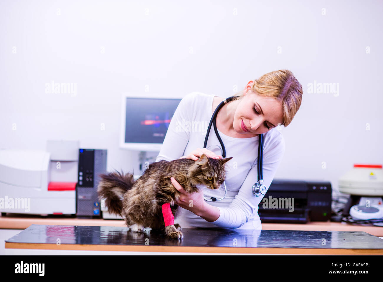 Veterinarian with stethoscope holding little sick cat. Stock Photo
