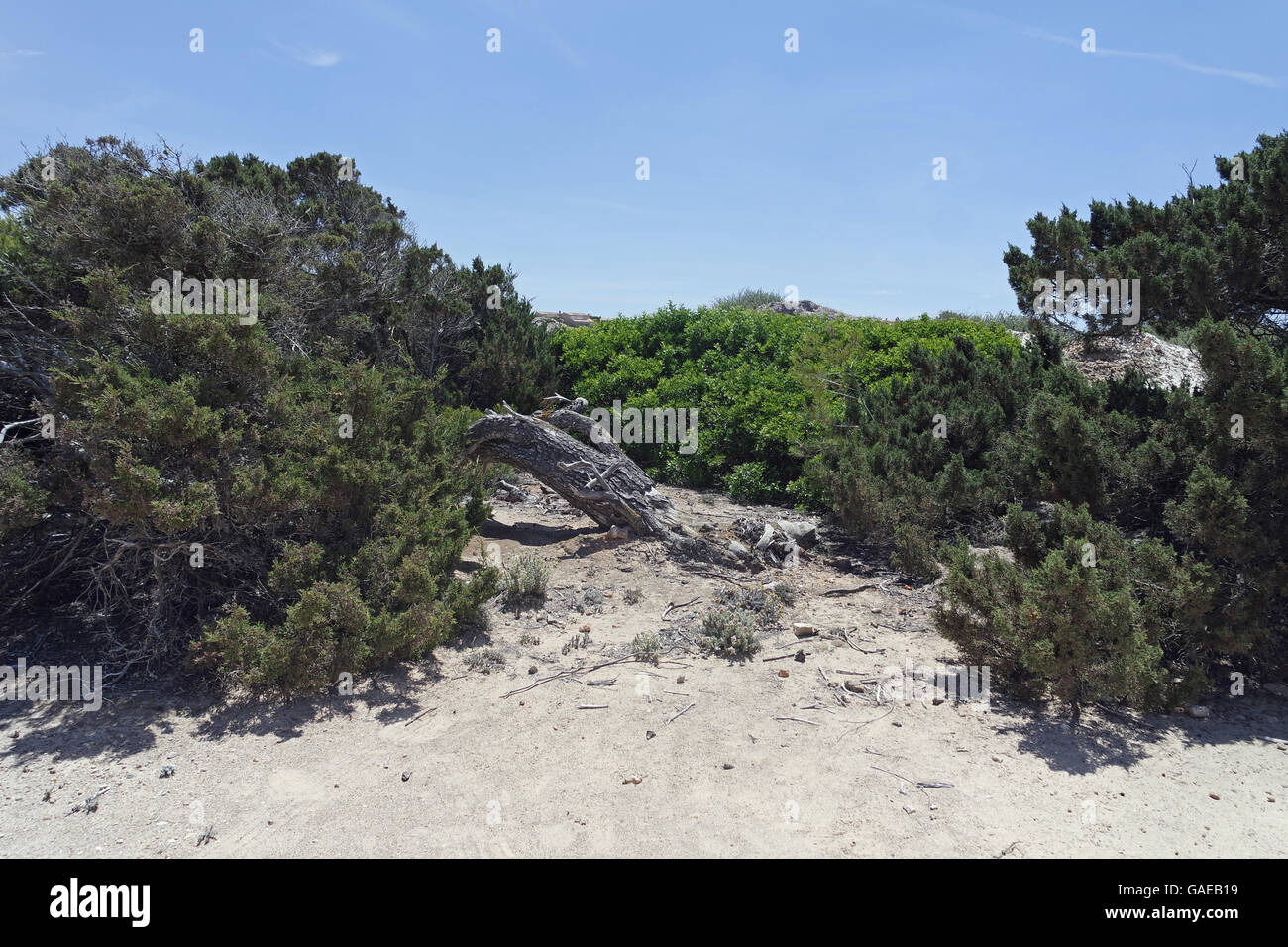 sand dunes of es trenc on spanish island mallorca Stock Photo