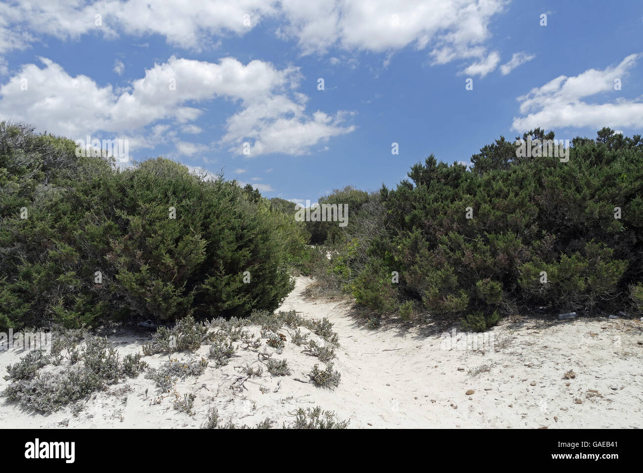 sand dunes of es trenc on spanish island mallorca Stock Photo