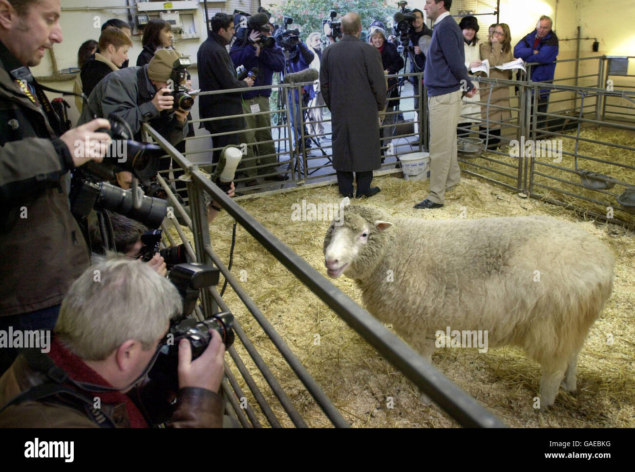 File photo dated 04/01/2002 of Dolly the Sheep, as Professor Ian Wilmut of the Roslin Institute with has said stem cell research might be 20 years behind where it is today if Dolly the Sheep had never been born, according to the scientist whose team created the world's first mammal cloned from an adult cell. Stock Photo