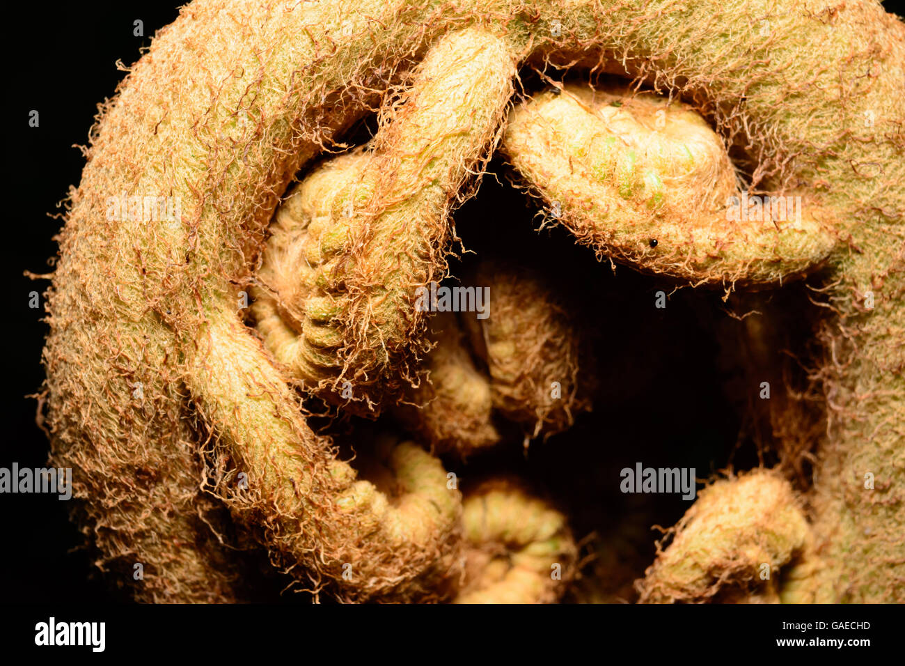 Giant Fern Frond tightly coiled like a Gordian knot and readying to unfurl Stock Photo