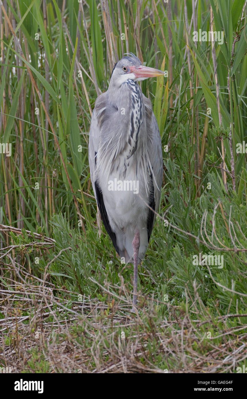 Single Grey heron Ardea cinerea standing reeds Camargue France Stock Photo