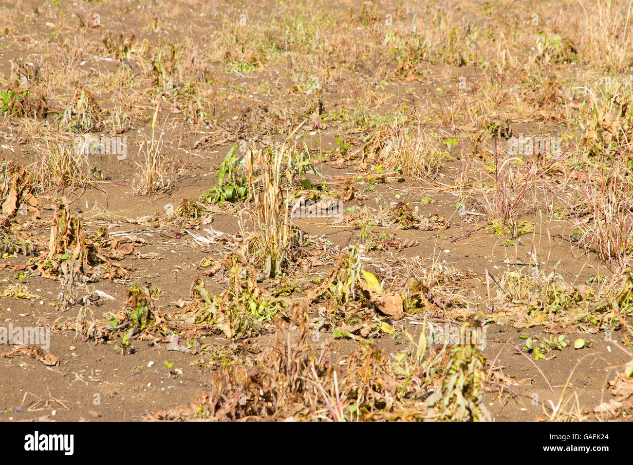 Dry field with withered plants Stock Photo