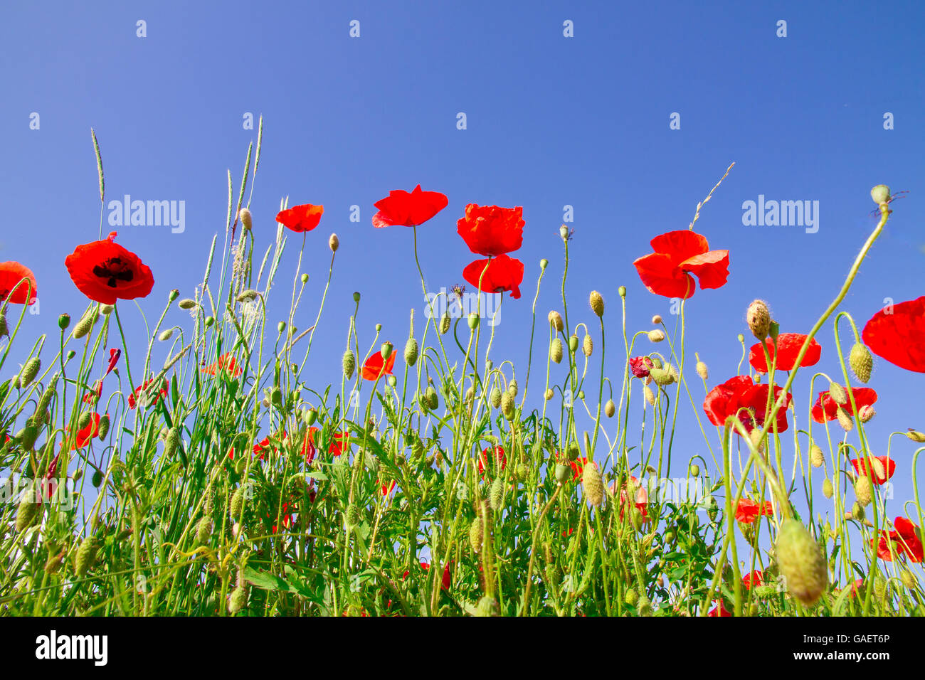 Red poppies on blue sky Stock Photo - Alamy