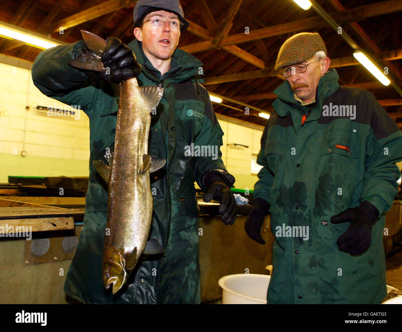 Salmon egg collection at Kielder Hatchery Stock Photo Alamy