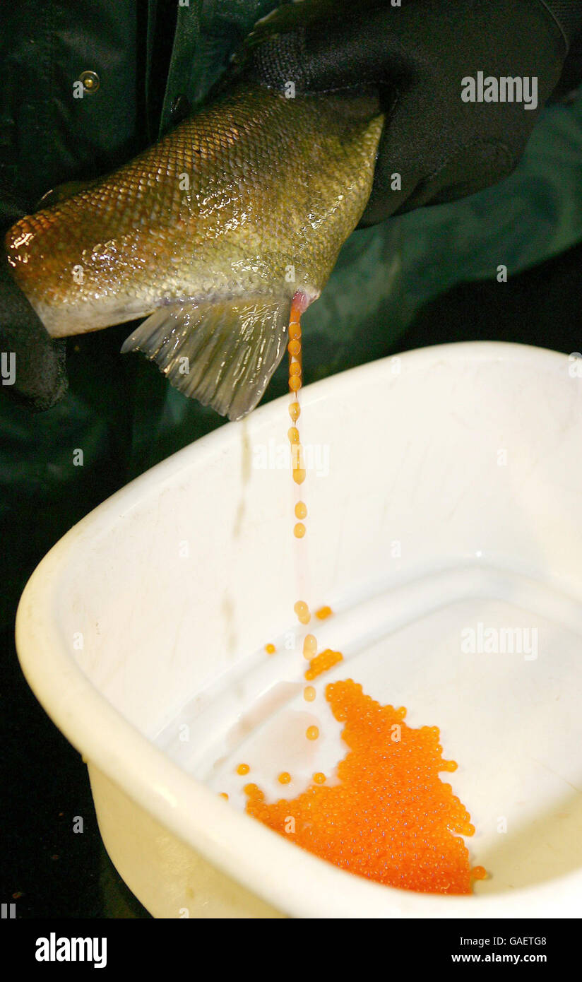 Fertilized fertilized egg hires stock photography and images Alamy