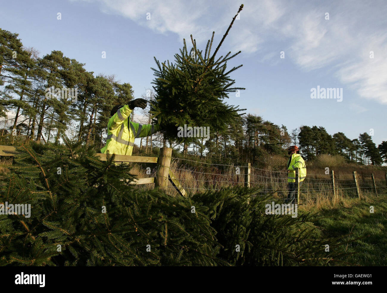 Standalone photo. Forrester Michael McKinstray, from the Blair Drummond Estate, near Stirling, with Norway Spruce trees as they prepare for the start of the sale of the Christmas trees this coming Tuesday (December 4th). Stock Photo