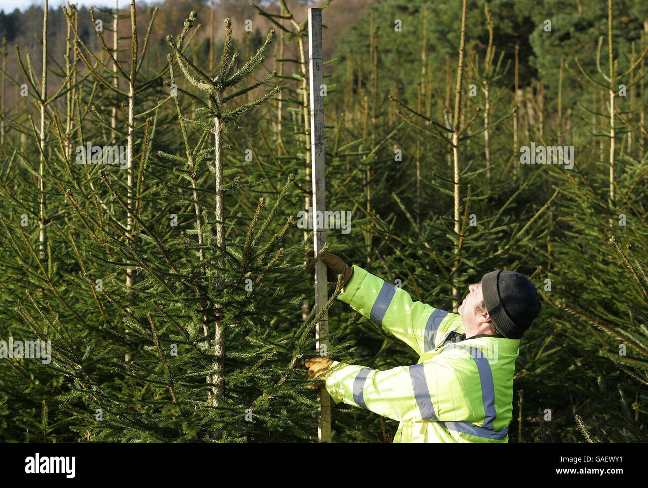 Forrester Davie MacLure, from the Blair Drummond Estate, near Stirling, measures the height of the Norway Spruce trees as they prepare for the start of the sale of the Christmas trees this coming Tuesday (December 4th). Stock Photo