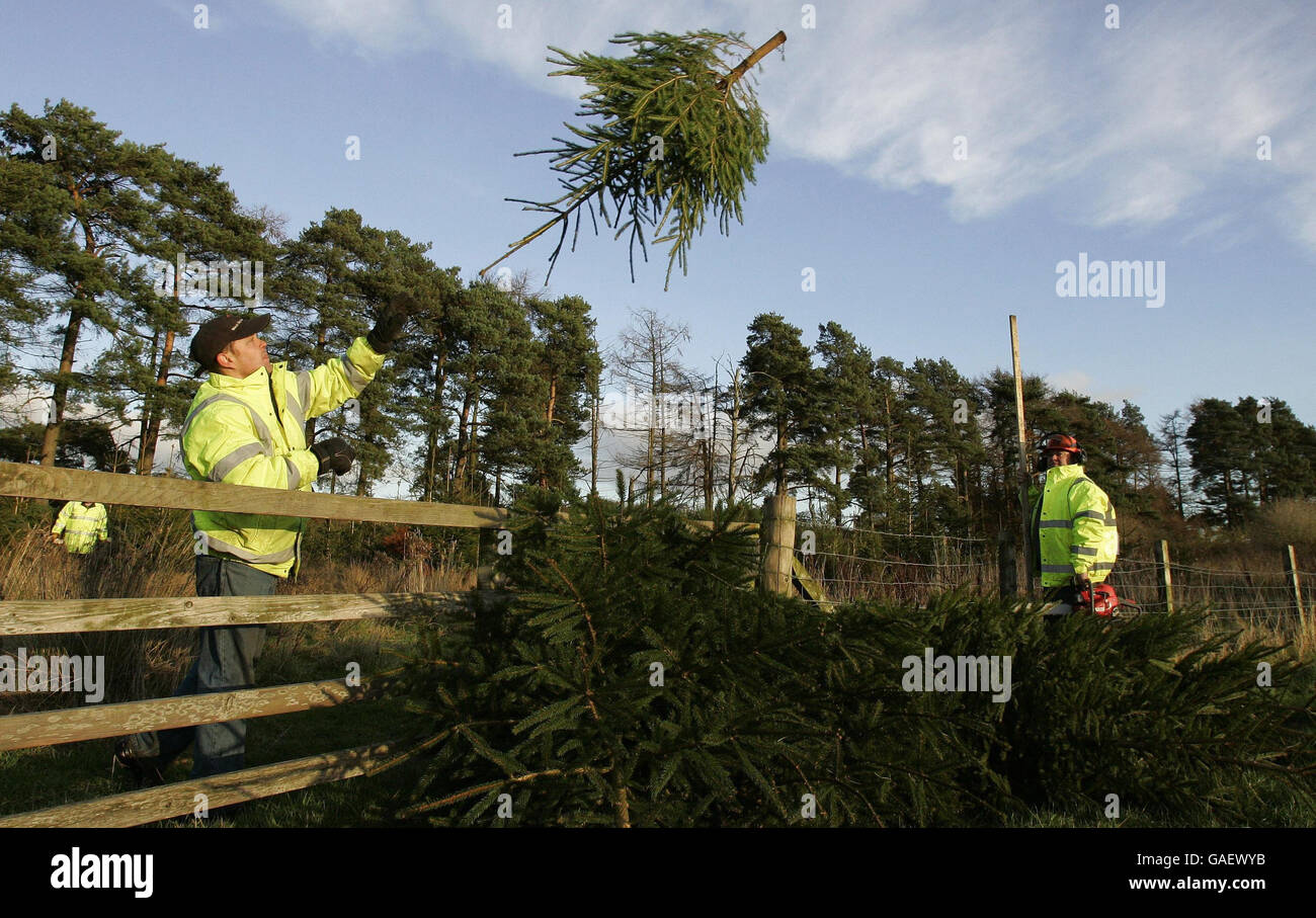 Forrester Michael McKinstray, from the Blair Drummond Estate, near Stirling, with Norway Spruce trees as they prepare for the start of the sale of the Christmas trees this coming Tuesday (December 4th). Stock Photo