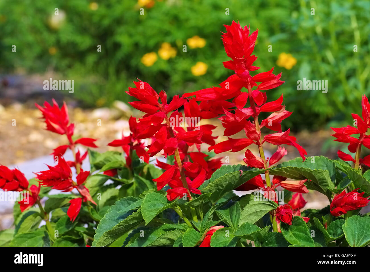 Feuersalbei - Salvia splendens or scarlet sage in summer garden Stock Photo
