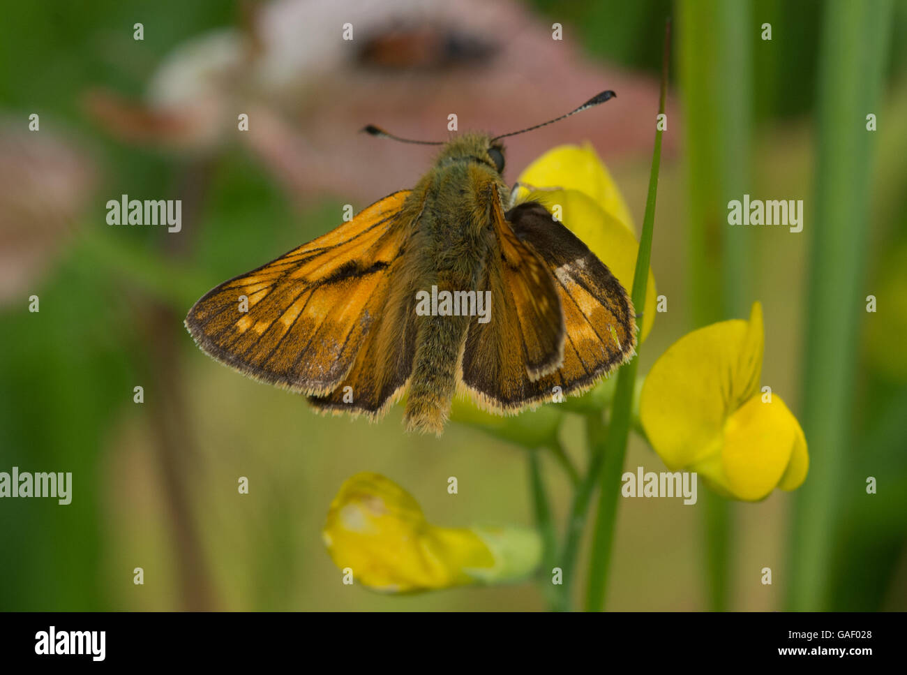 Large skipper butterfly (Ochlodes sylvanus) Stock Photo