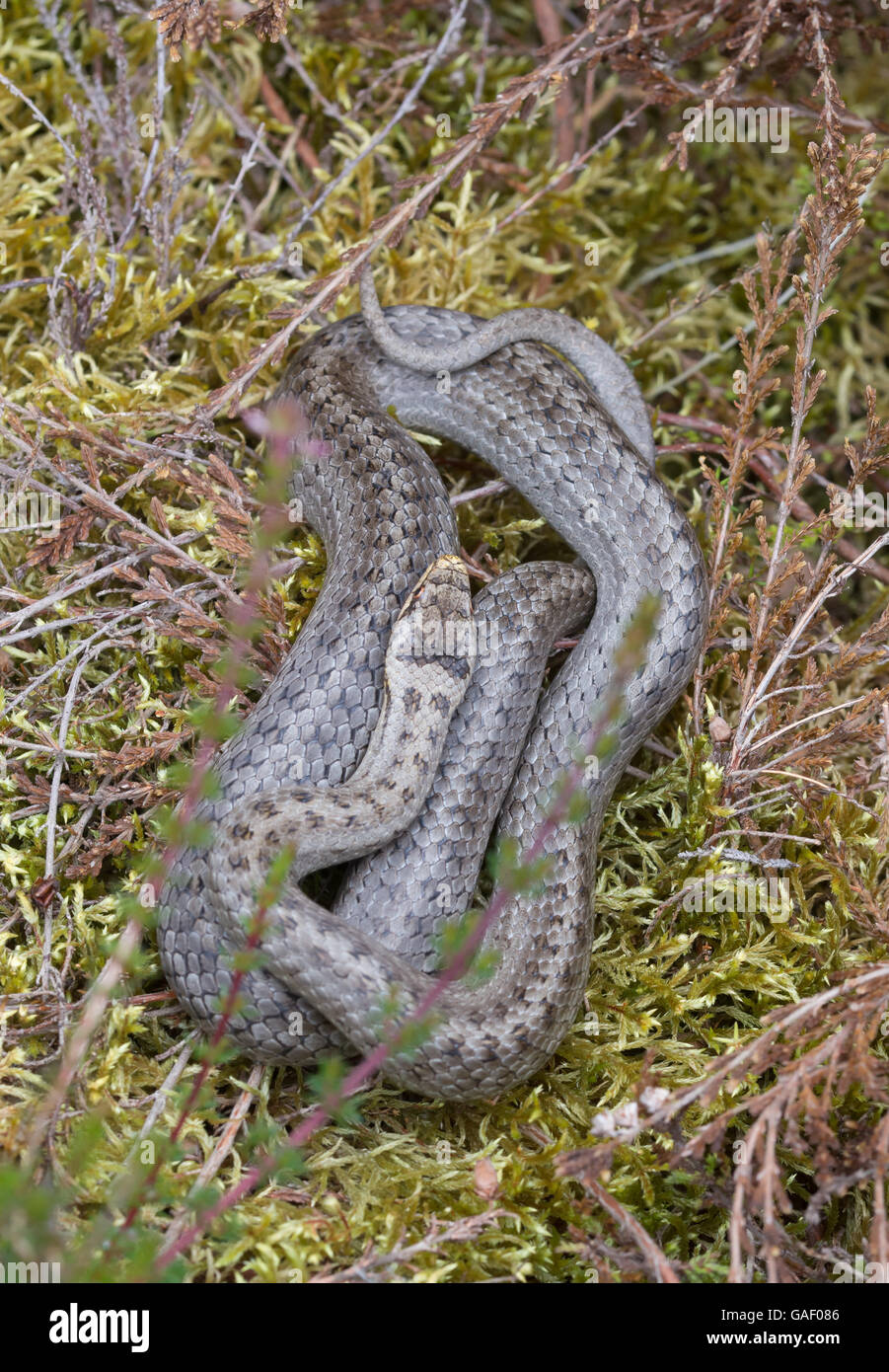 Smooth snake (Coronella austriaca) in Surrey, England Stock Photo
