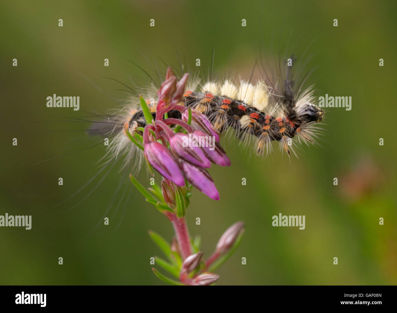 Vapourer moth caterpillar or rusty tussock moth caterpillar (orgyia antiqua) on bell heather flower in Surrey, England Stock Photo