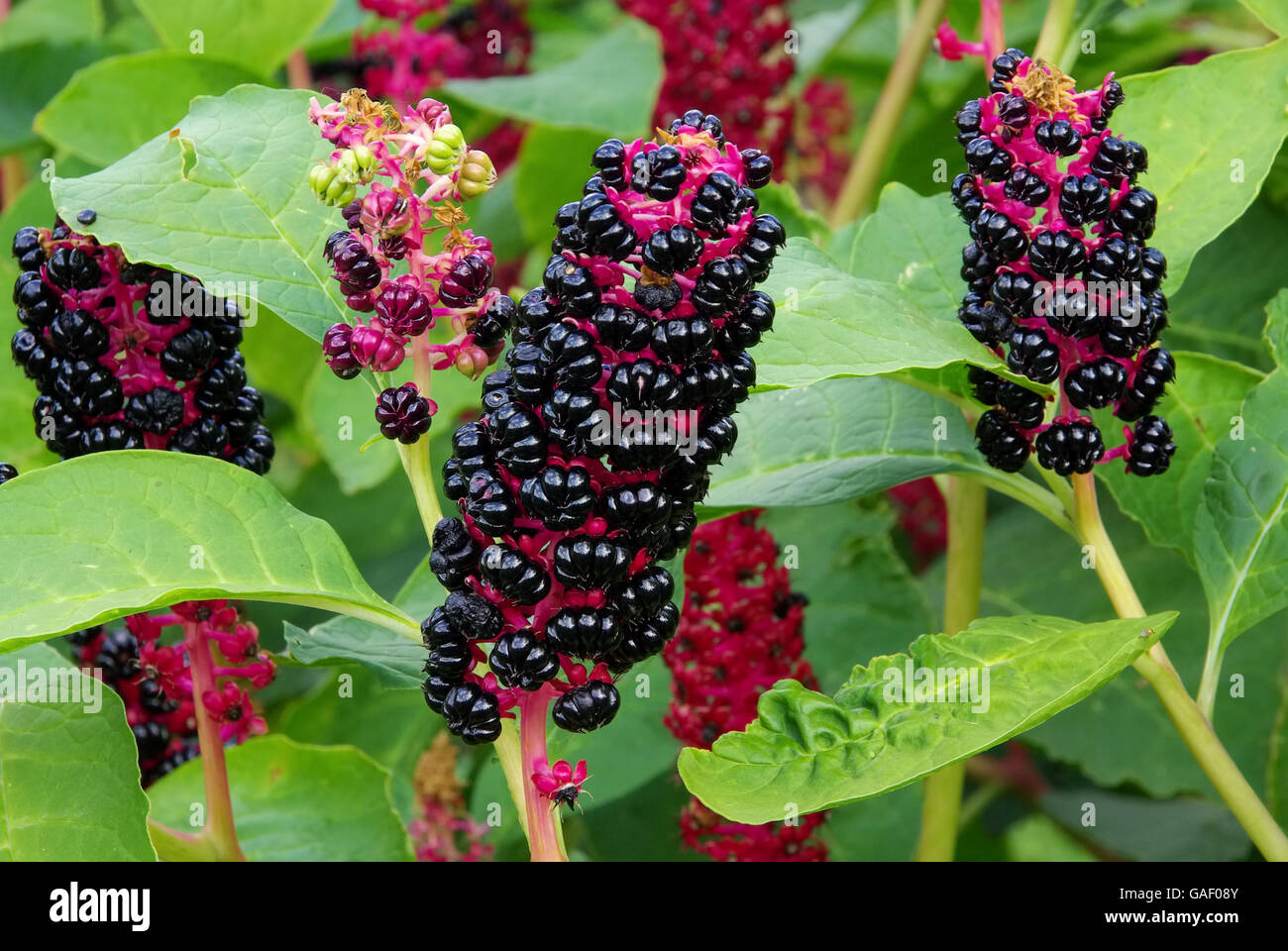 Kermesbeere - Pokeweed 01 Stock Photo