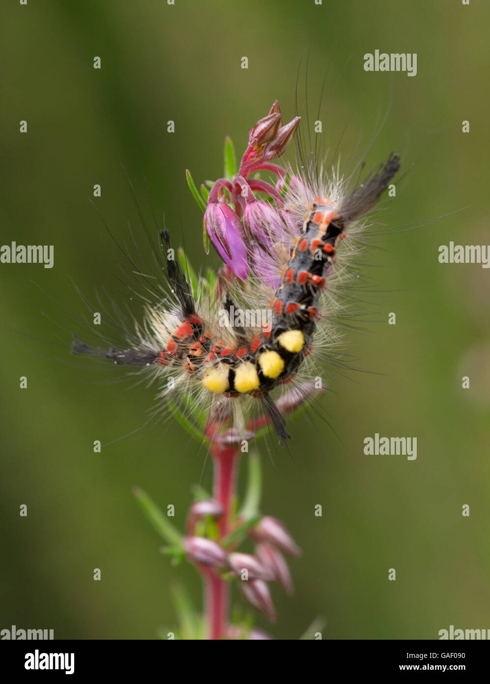 Vapourer moth caterpillar or rusty tussock moth caterpillar (orgyia antiqua) on bell heather flower in Surrey, England Stock Photo
