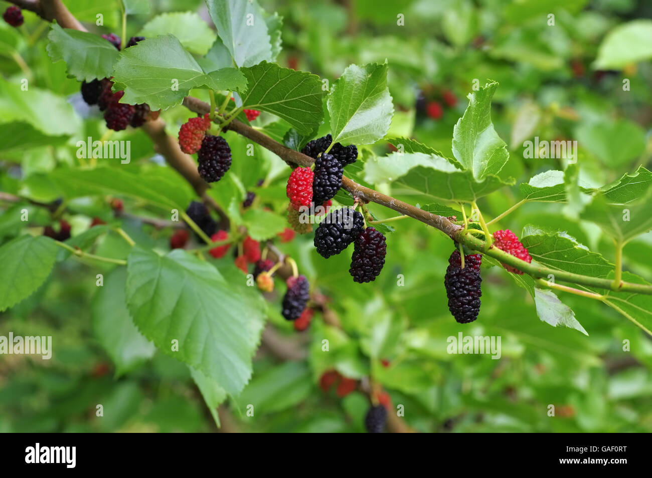 schwarze reife und rote unreife Maulbeeren am Baum - black ripe and red unripe mulberries on the tree Stock Photo