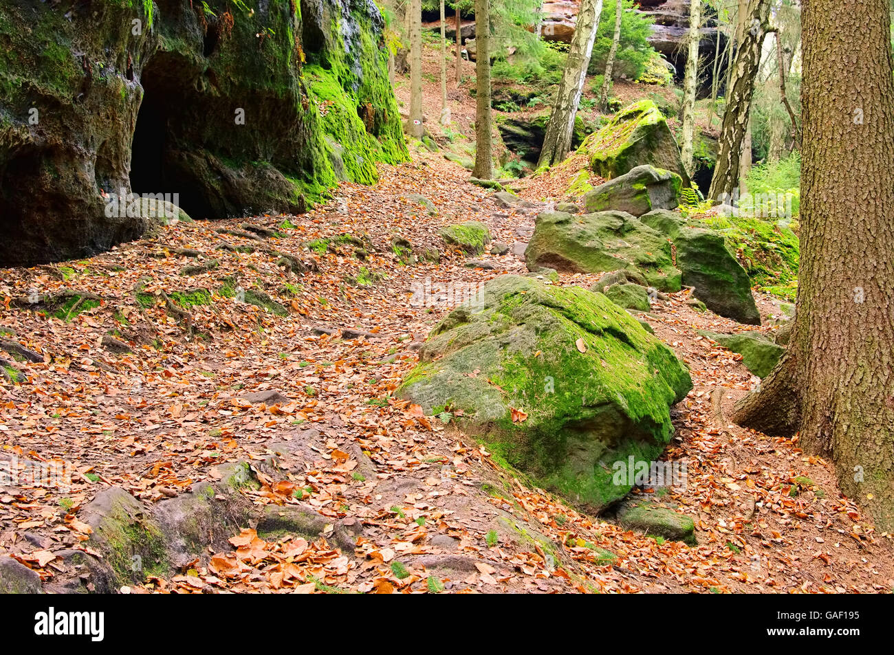 Sandsteinfelsen im Wald - sandstone rock in forest 21 Stock Photo