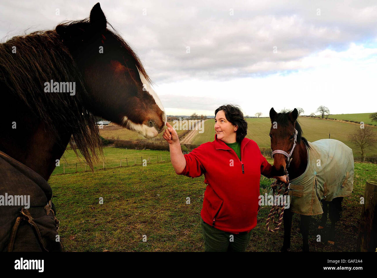 Aromatherapy helps horse hires stock photography and images Alamy