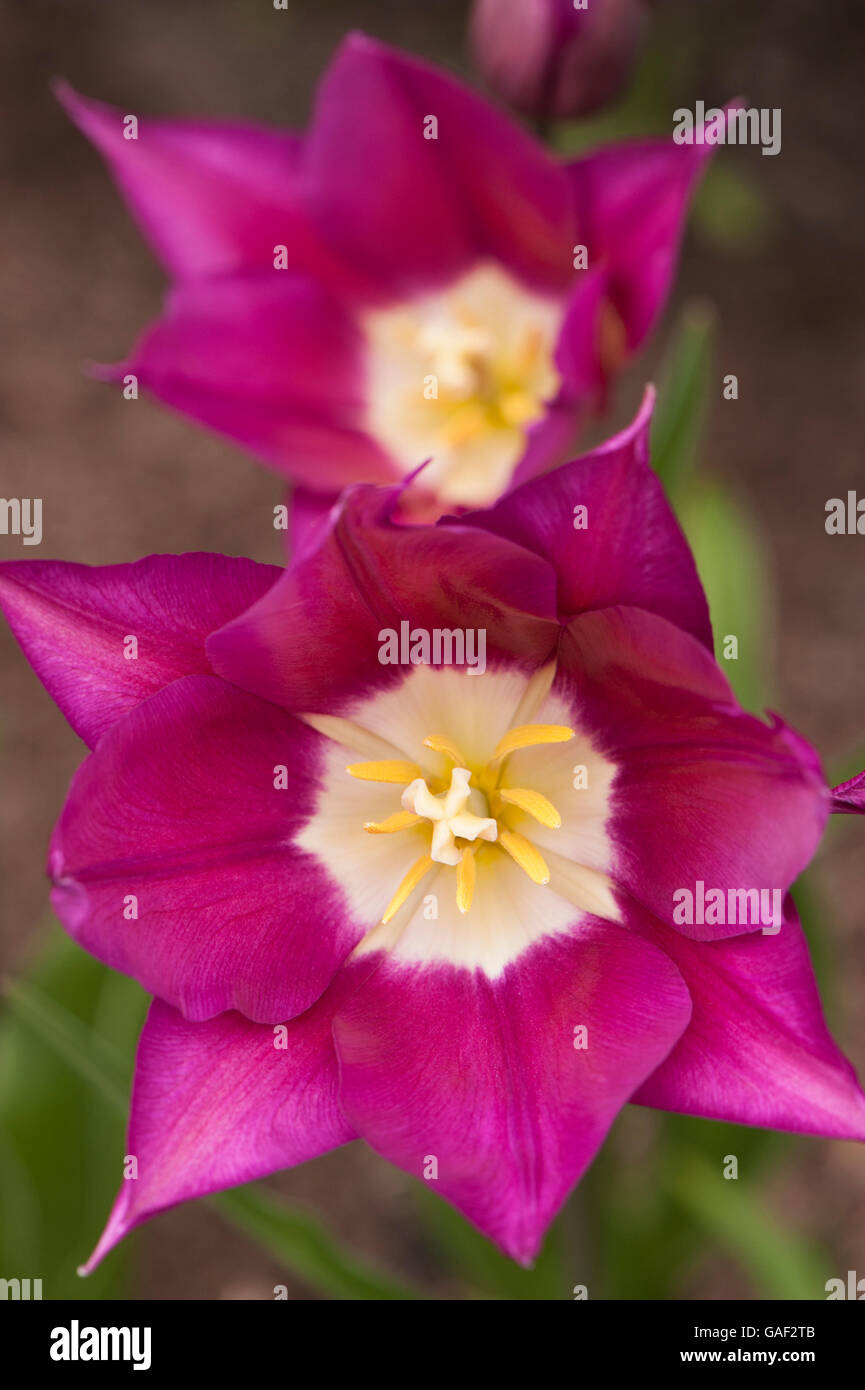 Close-up view inside 2 flower heads (Tulip  'Burgundy') - beautiful, lily-shaped, violet, purple flowers, Yorkshire, GB. Stock Photo