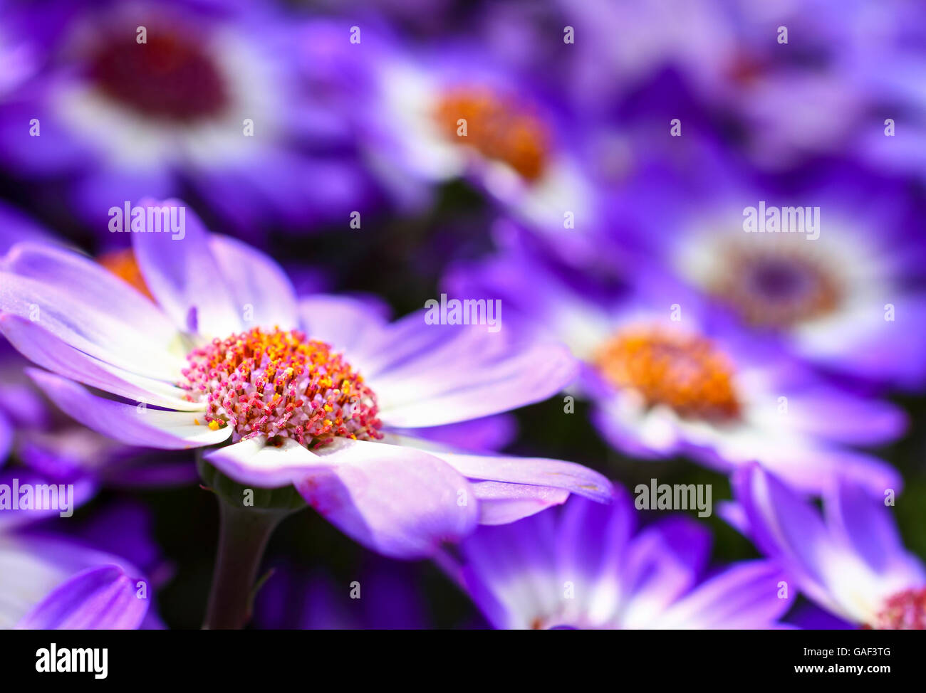 Cineraria flower Stock Photo