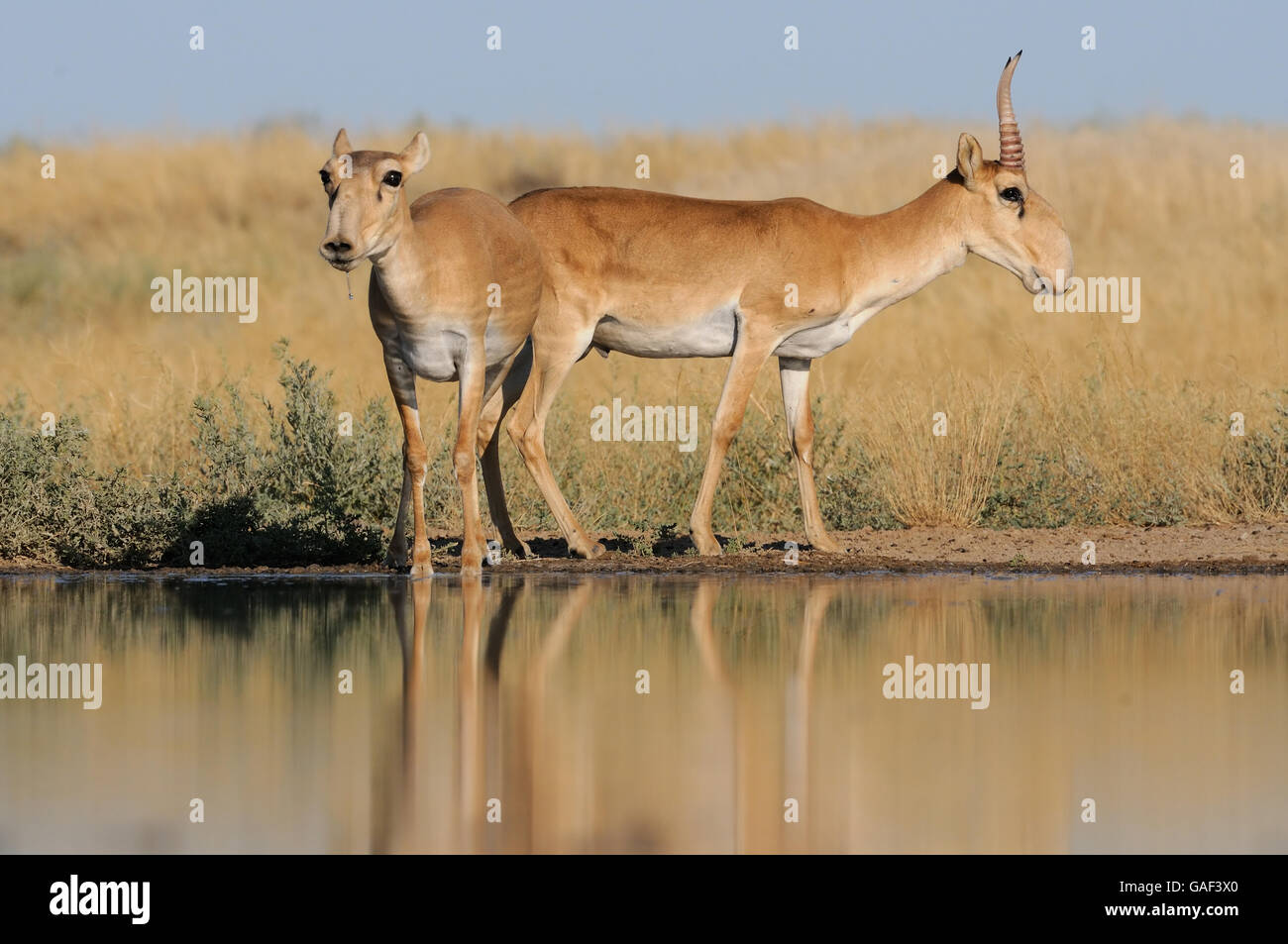 Critically endangered wild Saiga antelopes (Saiga tatarica, male and female) at watering in steppe. Stock Photo