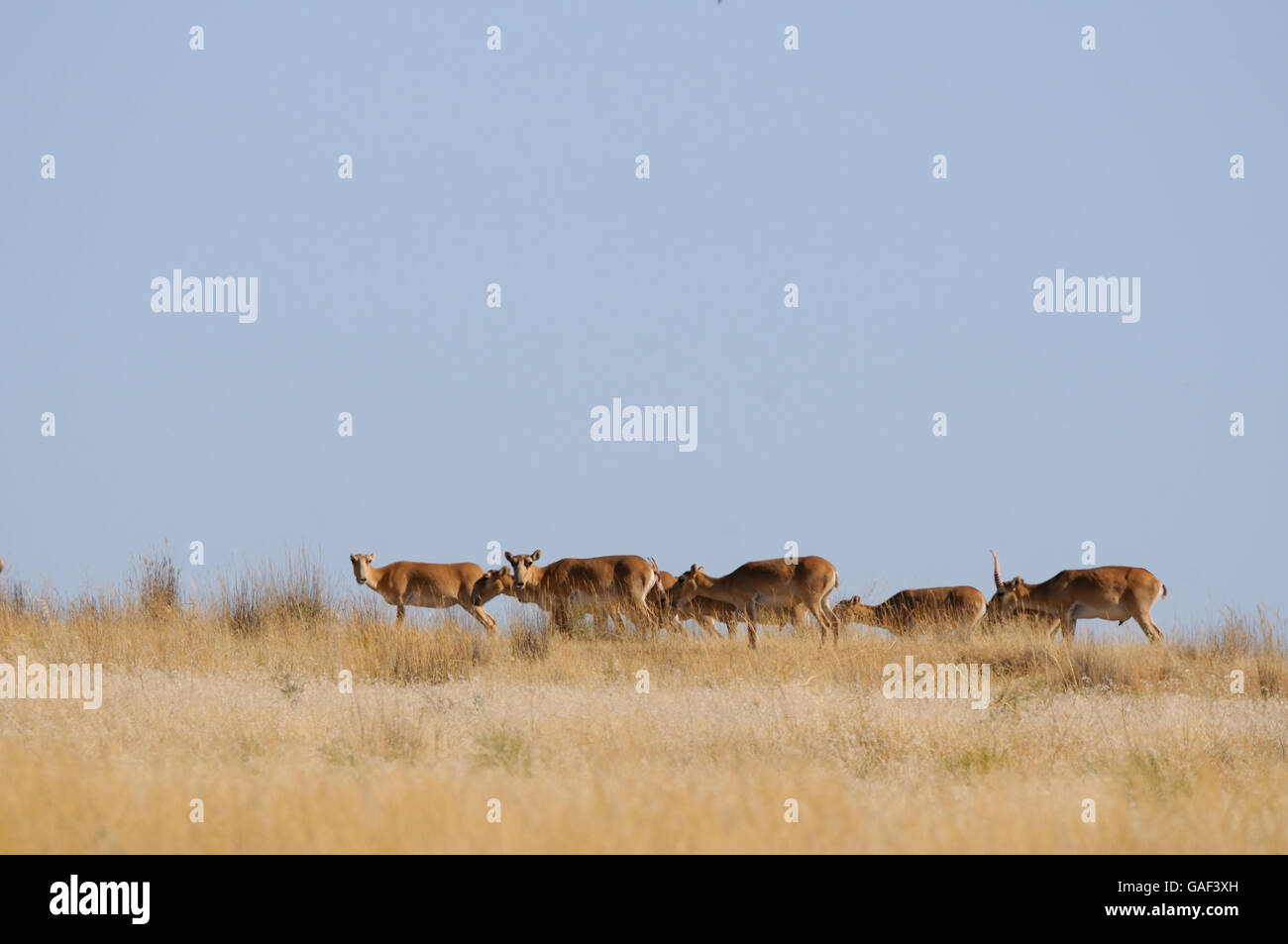 Wild Saiga antelopes (Saiga tatarica) in morning steppe. Federal nature reserve Mekletinskii, Kalmykia, Russia, August, 2015 Stock Photo