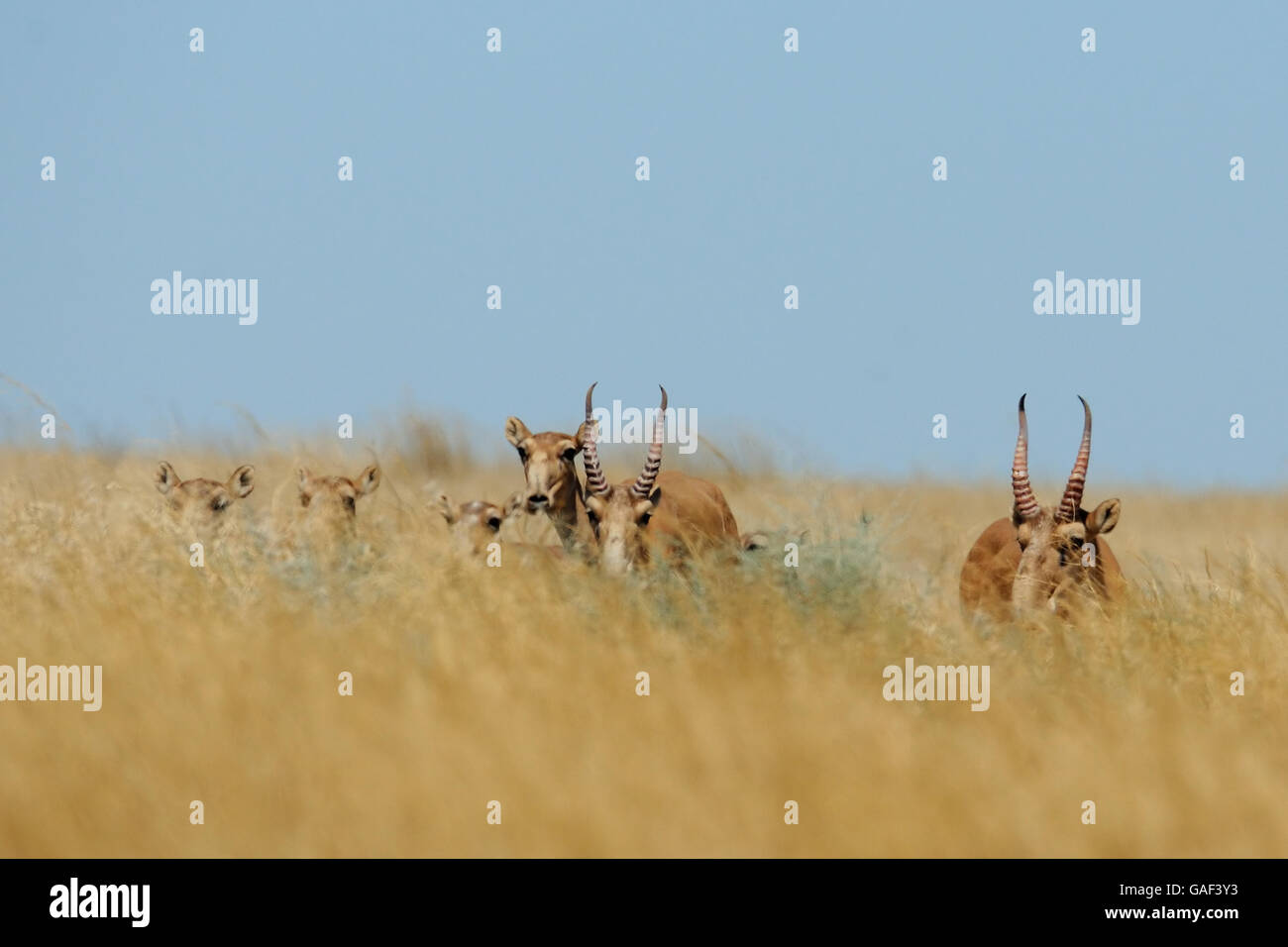 Wild Saiga antelopes (Saiga tatarica) in morning steppe. Federal nature reserve Mekletinskii, Kalmykia, Russia, August, 2015 Stock Photo